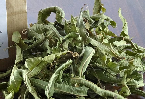 Französisches Eisenkraut - Zitronen Verbene (BIO)